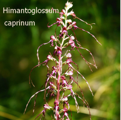 Himantoglossum Caprinum