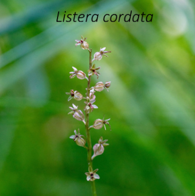 Listera Cordata
