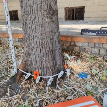 arborist1.jpg