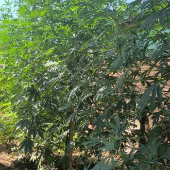 marihuana_zeleno.jpg