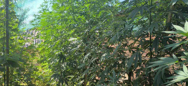 marihuana_zeleno.jpg